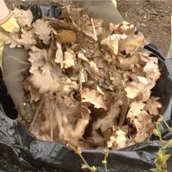 Gjødsling av blåbær Gjødsling av blåbær